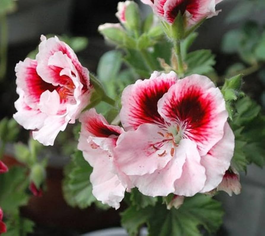 Univalve Geranium Flower Seeds for Planting - Heirloom & Non-GMO Seeds for Home Garden - Geranium for planting in home garden
